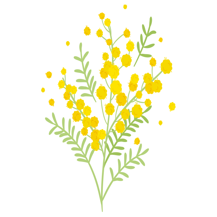illustration de fleurs d'acacia