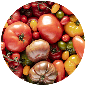 différentes variétés de tomates de toutes les couleurs