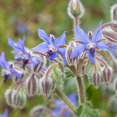 Fleurs de bourrache bleues en forme d'étoile sur leurs tiges velues, à côté d'un flacon d'huile dorée